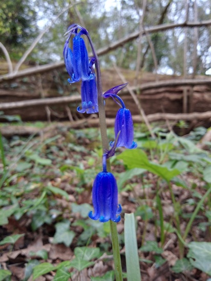 Bluebells at Swell Wood