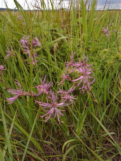 Picture of ragged-robin