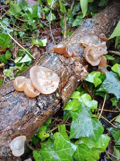 Jelly Ear fungi