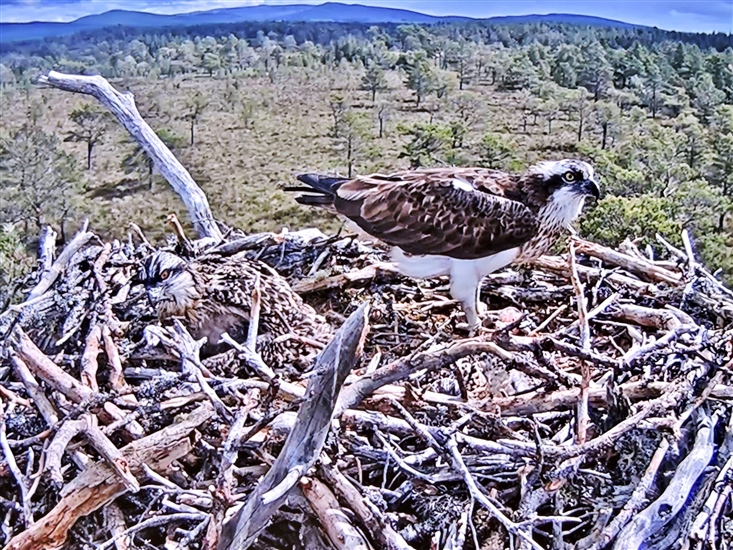 LOCH GARTEN JULY 2023 Loch Garten ospreys Loch Garten