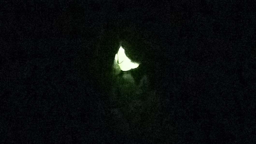 A greenish glow in the dark - an adult female Glow Worm
