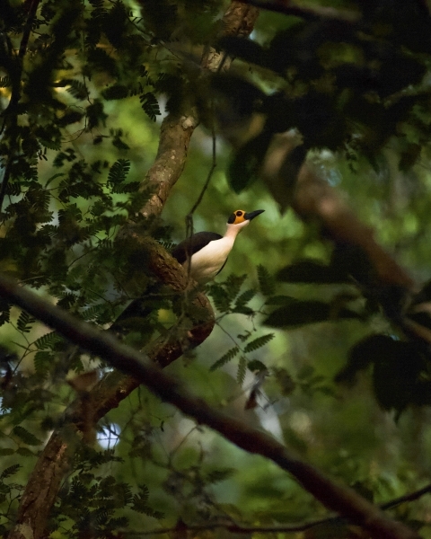 A White-necked Picathartes perched in a tree