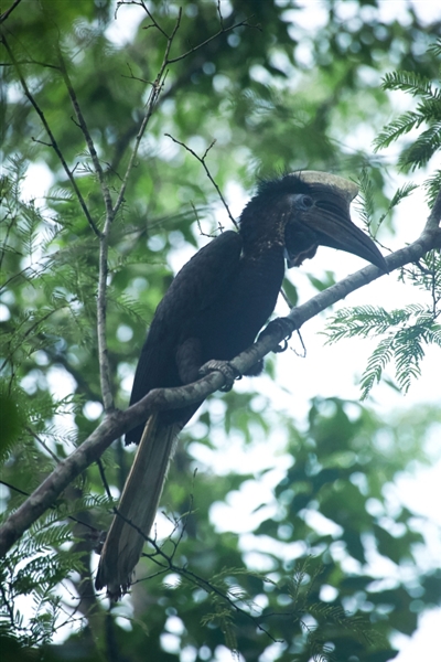 Yellow-casqued Hornbill perched in a tree