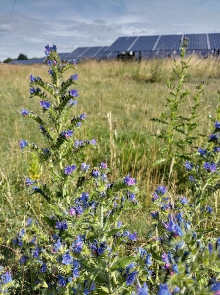Purple flowers of the Viper's Bugloss plant, surrounded by grassy vegetation and with a row of solar panels in the background. 
