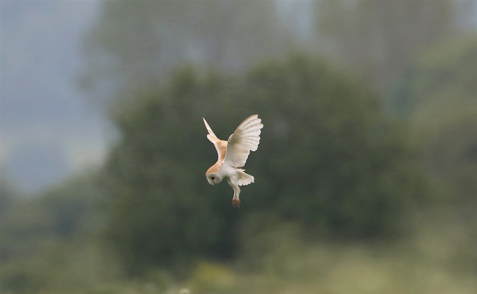 Barn Owl hunting. Wings raised, feet dangling and looking down