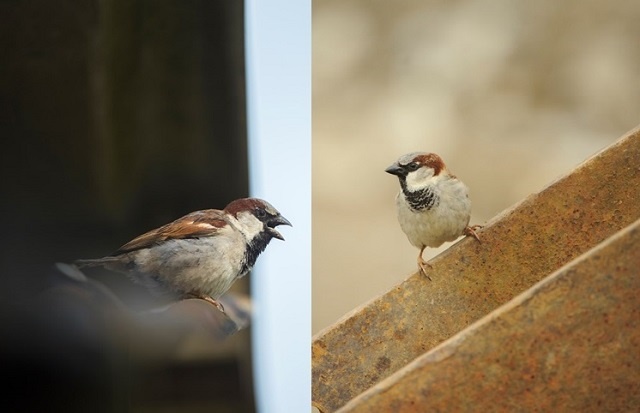 Male House Sparrows