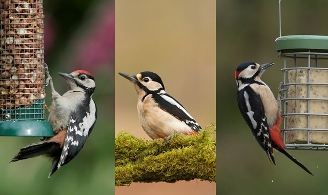 Great spotted woodpeckers