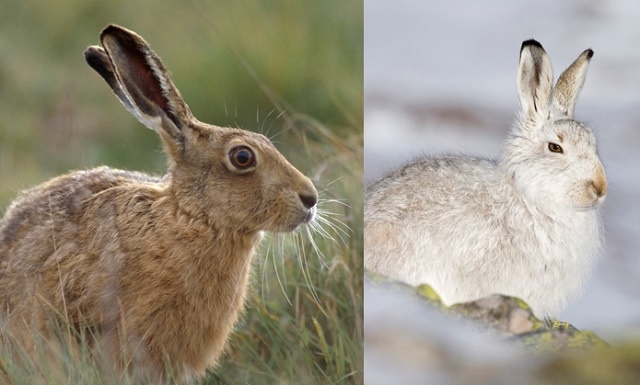 Brown hare and mountain hare