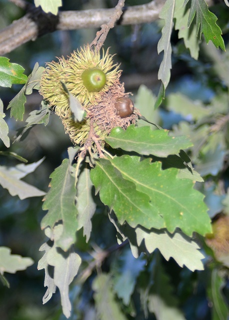 Turkey oak acorns and leaves