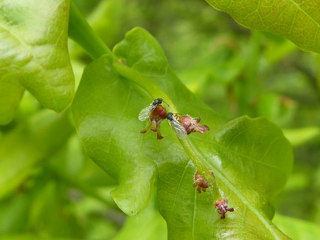 Female knopper gall wasps laying eggs on English oak