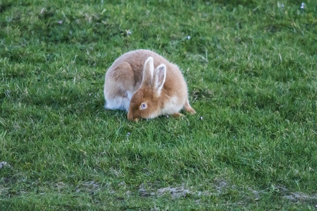 Golden Hare on Rathlin Island