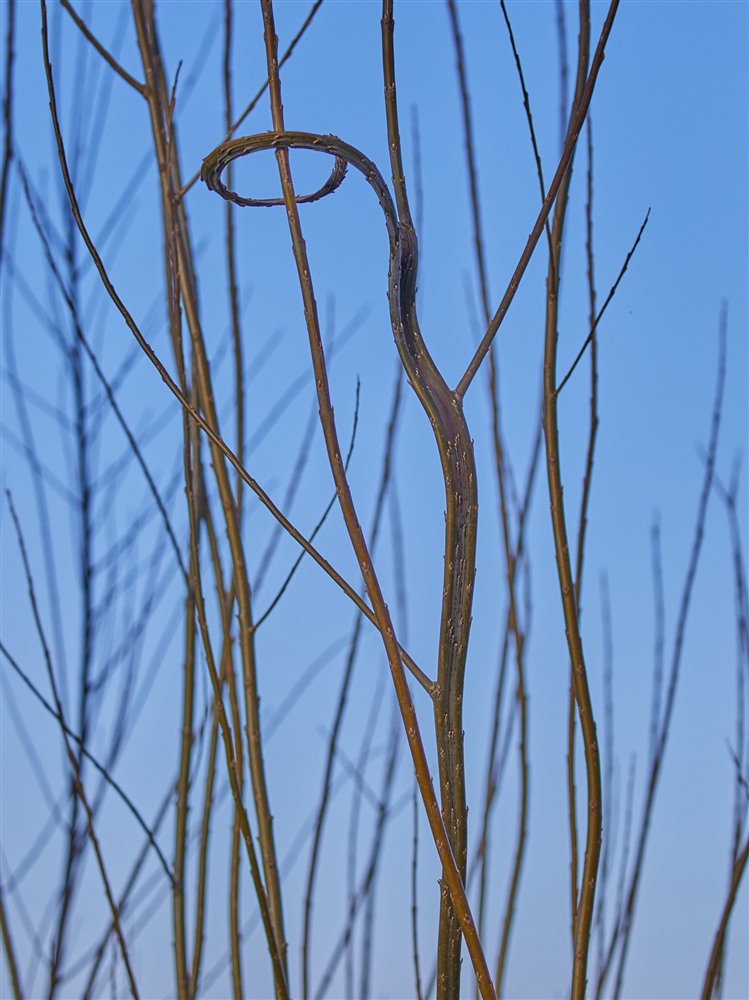 Fasciated willow