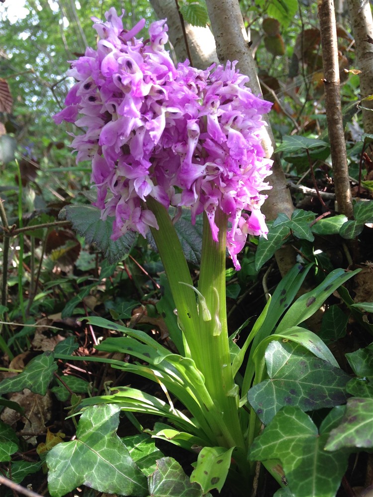 Fasciated early purple orchid, Orchis mascula