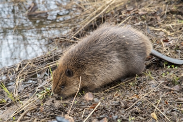 A young Beaver entering water.
