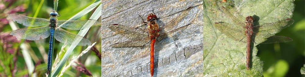 Emporor, Common Darter and Brown Hawker Dragonflies