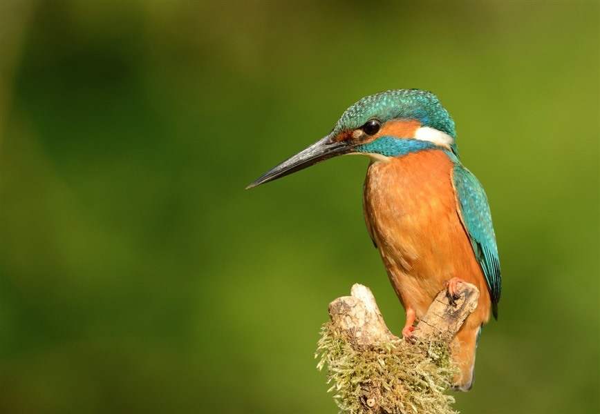 Kingfisher sits on a branch