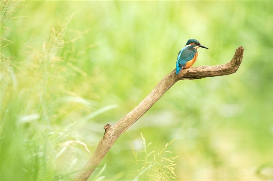 Kingfisher perching on riverbank