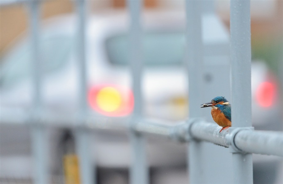 Kingfisher sits on railings in an urban environment