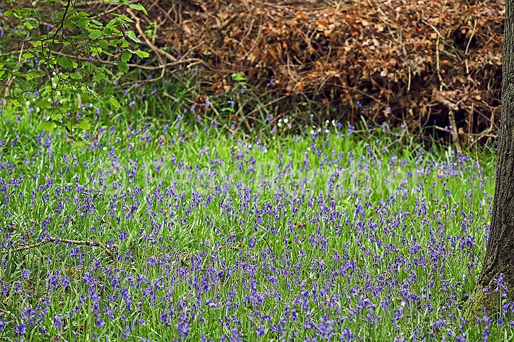 Brandon Marsh Nature Reserve, England: How To Reach, Best Time & Tips