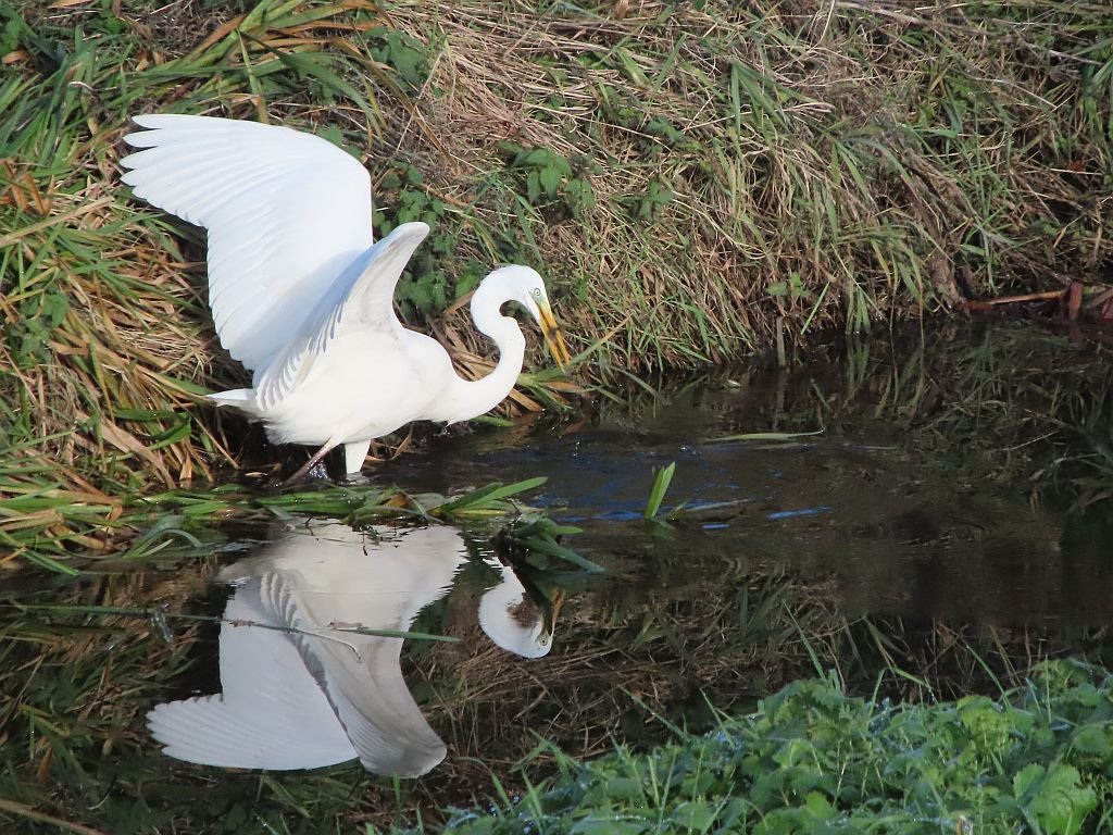 Great White Egret