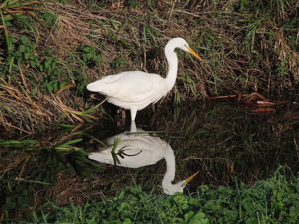 Great White Egret