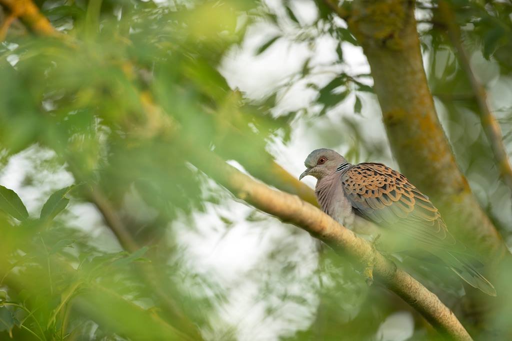 Turtle Dove perched in tree