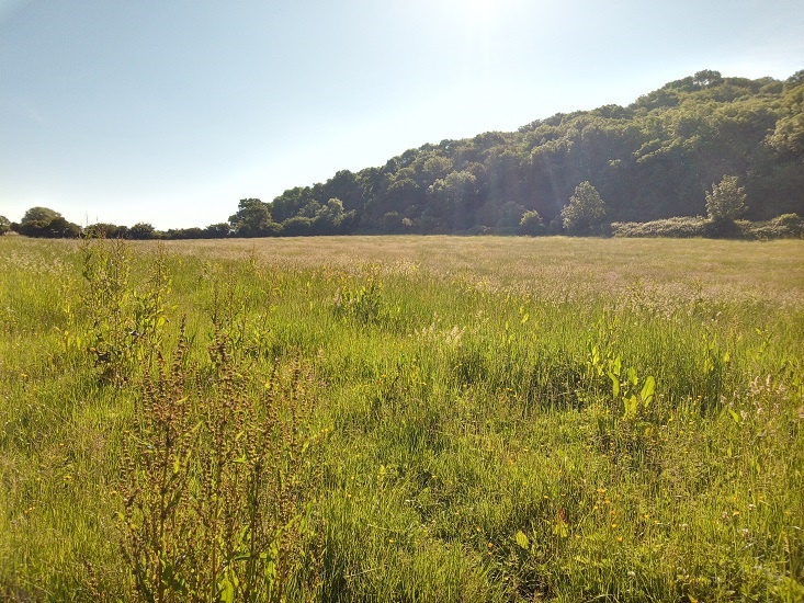 Picture of grassland.
