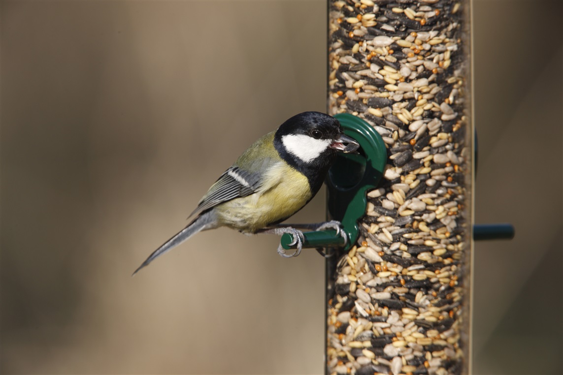 A Great Tit on a bird feeder full of seeds