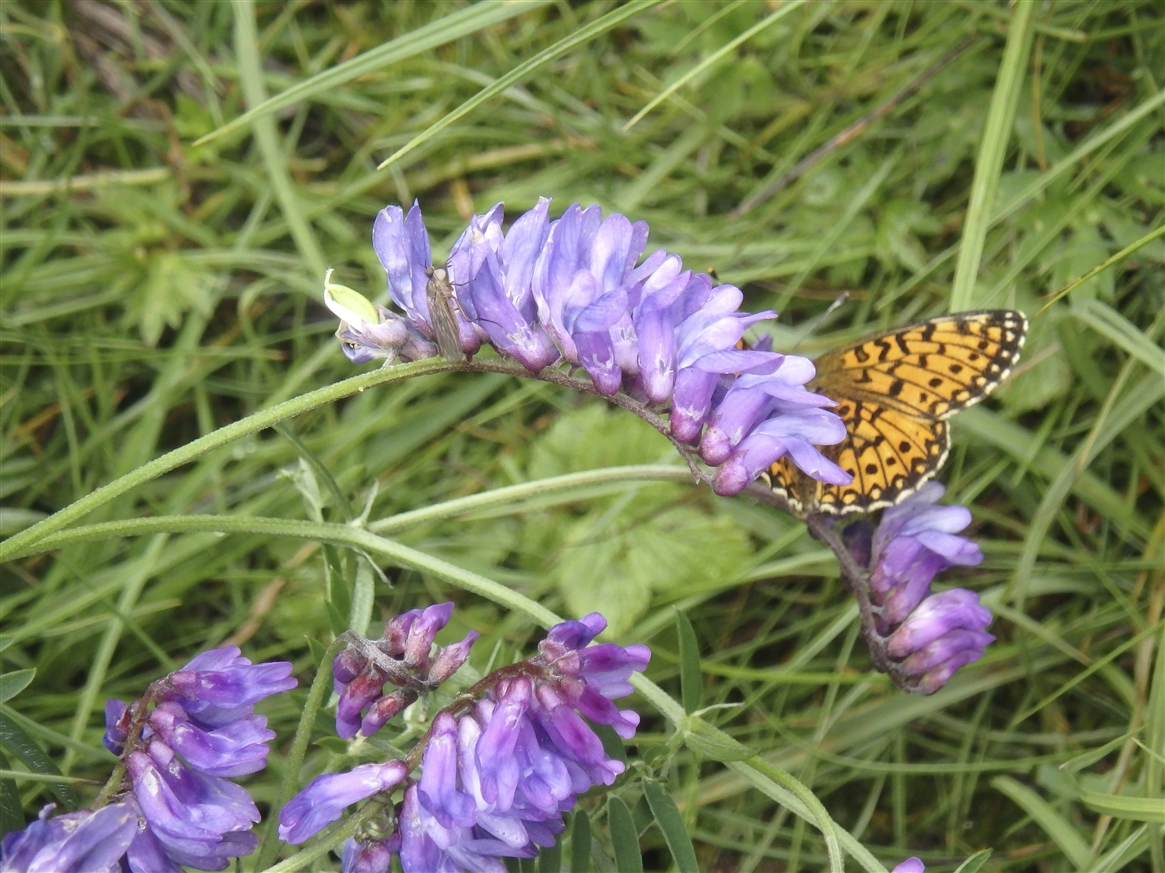 A orange and black butterfly on a purple flower.