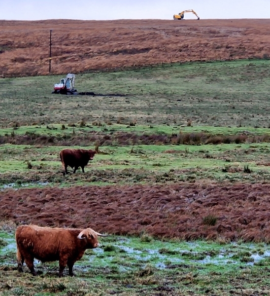 Airds Moss RSPB reserve with two diggers in the background and two cattle in the foreground