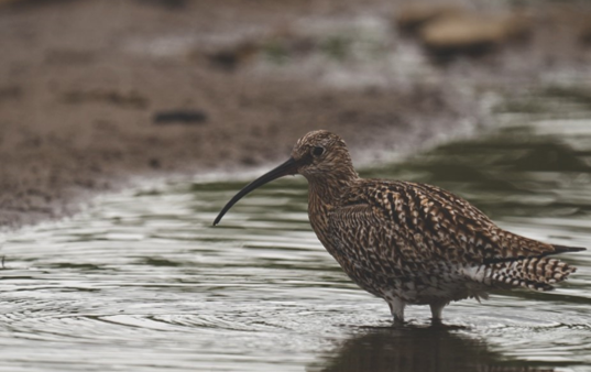 Curlew wading in water