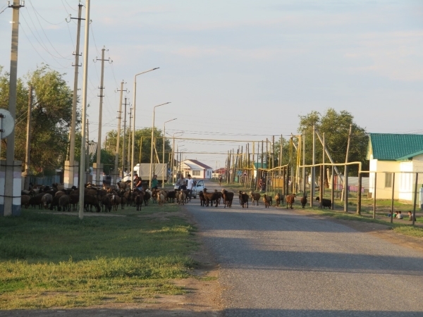 A herd of goats on a street in Kaztalovska