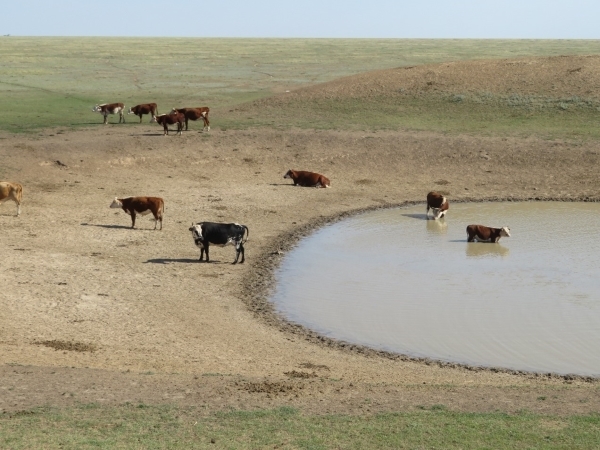Cattle at a snowmelt reservoir