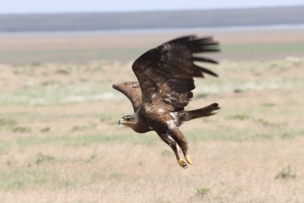 Steppe Eagle flying low over grassland
