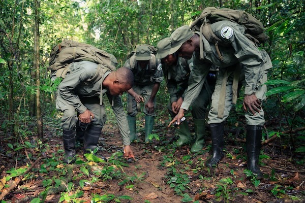 A group of rangers investigate something on the forest floor
