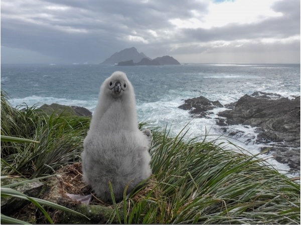 Large fluffy albatross chick sitting on nest above a rocky coastal shoreline