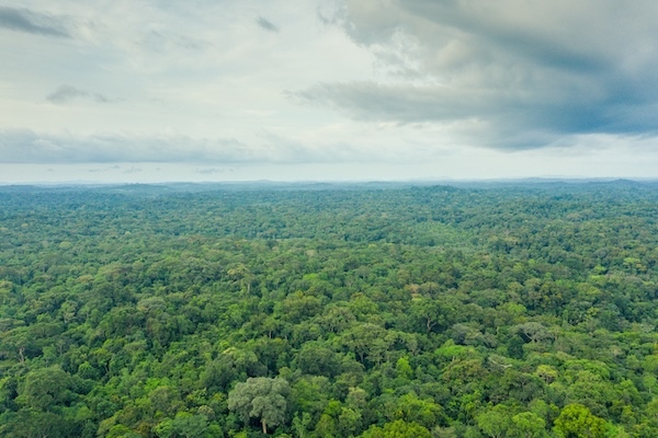 Aerial view across tropical rainforest on a cloudy day