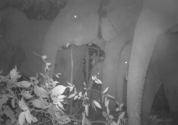 A group of elephants including young stand close together at night