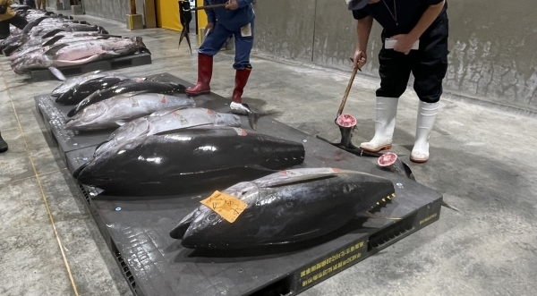 Yellowfin and Bigeye tuna carcasses being inspected by two people