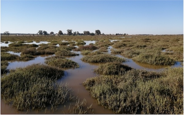 A marsh stretches to the horizon with clumps of low-lying vegetation amongst water