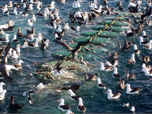 A large group of seabirds sitting on water surrounding fishing net