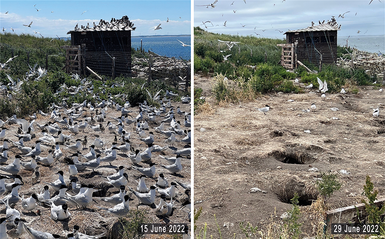 The same site two weeks apart showing the catastrophic impact of avian flu on a sandwich tern colony on Coquet Island 