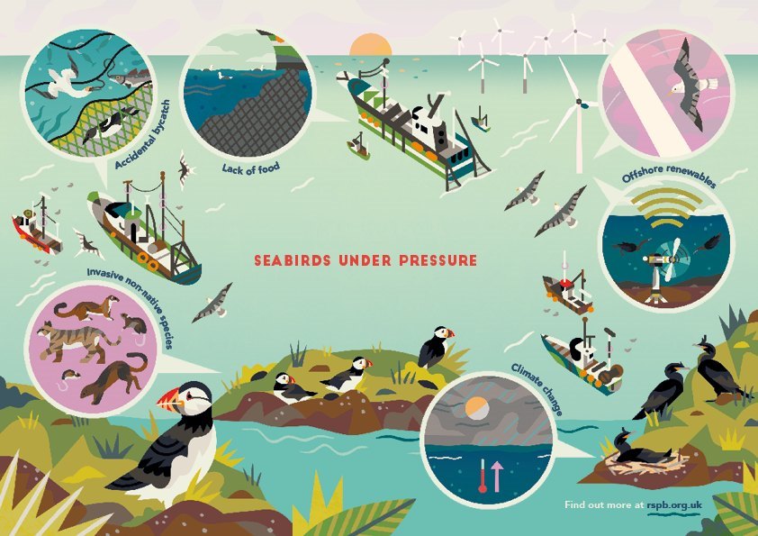 Infographic of seabird threats