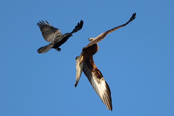 Red kite and crow