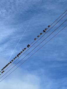 Young Starlings perched on a wire