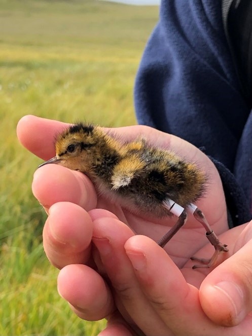 A phlarope chick in the hand with coloured rings on it's legs