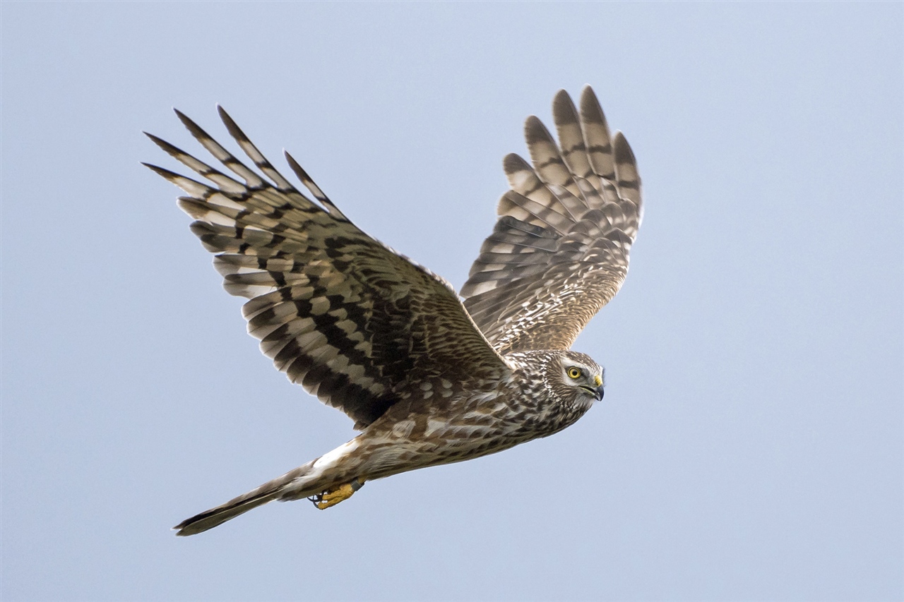 A female Hen Harrier is flapping its wings in flight against a blue sky. It is a mottled brown bird of prey.
