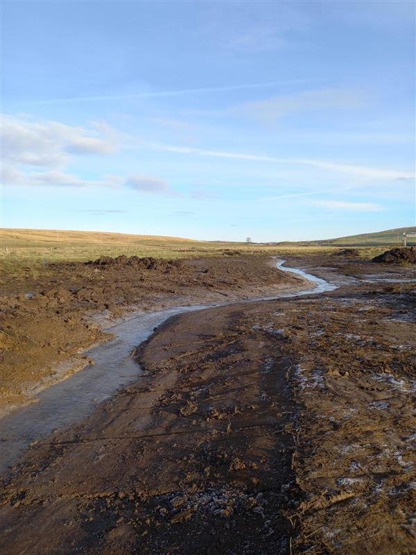 A wide, recently-dug drainage channel on RSPB Scotland's Airds Moss nature reserve.