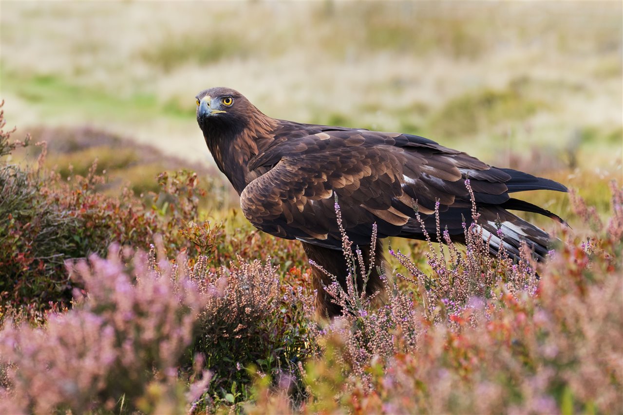 A Golden Eagle is standing amongst upland vegetation such as heather and mosses.