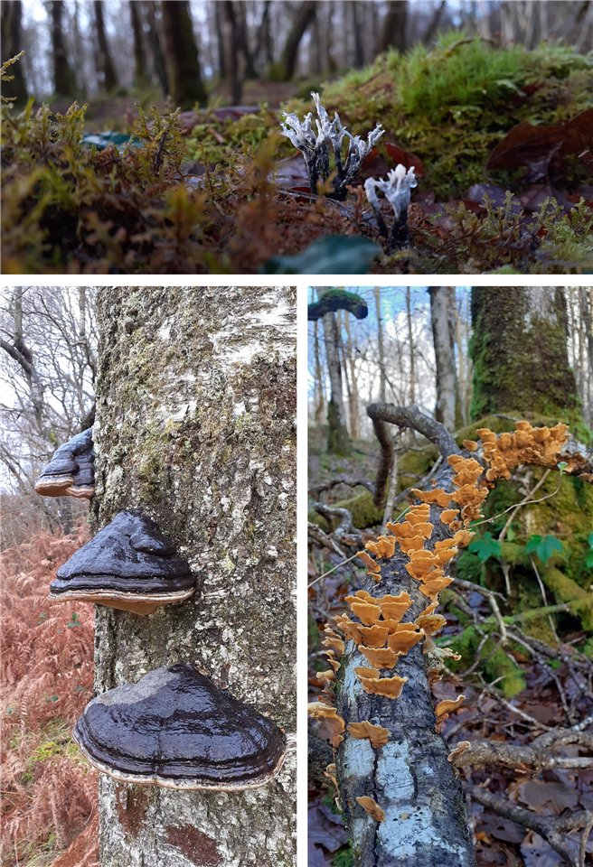  Three separate images show candle snuff, birch bracket and chicken of the woods fungus.